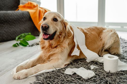 Golden retriever dog playing with toilet paper in living room and broke plant. Purebred doggy pet making mess with tissue paper and home flower