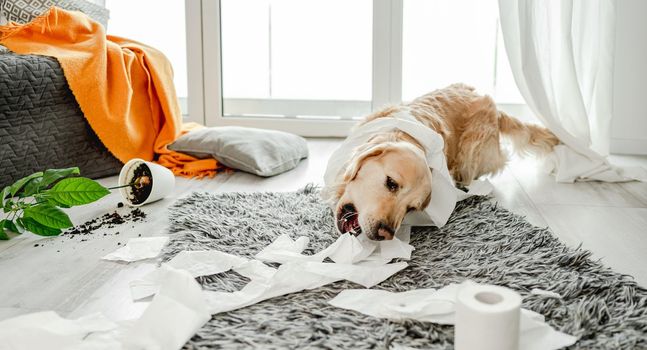 Golden retriever dog playing with toilet paper in living room and broke plant. Purebred doggy pet making mess with tissue paper and home flower