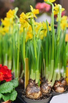 Daffodils with bulbs in the pots for Easter