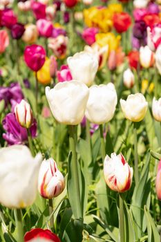 spring flower beds of blooming colorful pink purple tulips in a large park, High quality photo