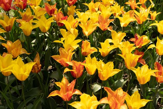 spring flower beds of blooming colorful pink purple tulips in a large park, High quality photo
