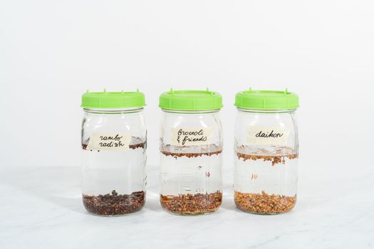 Day 1. Growing organic sprouts in a mason jar with sprouting lid on the kitchen counter.