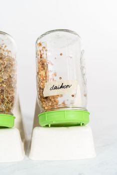 Day 4. Growing organic sprouts in a mason jar with sprouting lid on the kitchen counter.