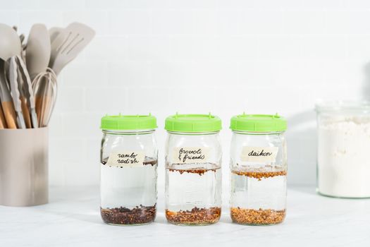 Day 1. Growing organic sprouts in a mason jar with sprouting lid on the kitchen counter.