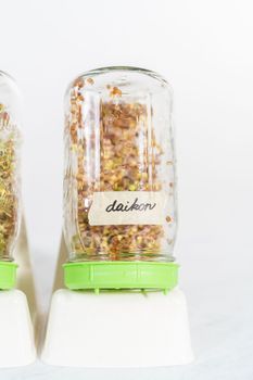 Day 5. Growing organic sprouts in a mason jar with sprouting lid on the kitchen counter.