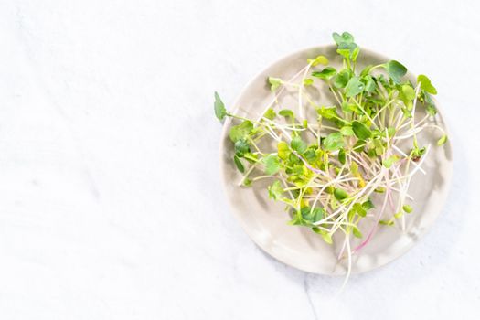 Flat lay. Freshly harvested radish microgreens in a bowl.