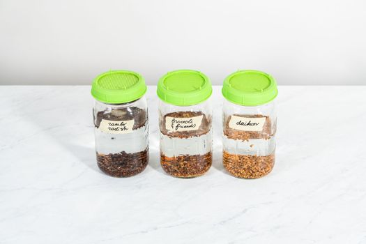 Day 1. Growing organic sprouts in a mason jar with sprouting lid on the kitchen counter.