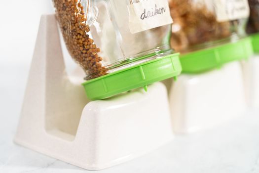 Day 2. Growing organic sprouts in a mason jar with sprouting lid on the kitchen counter.