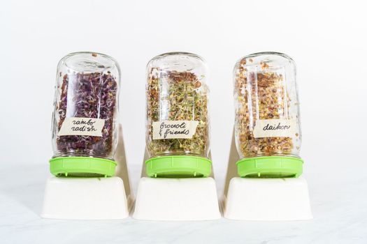 Day 5. Growing organic sprouts in a mason jar with sprouting lid on the kitchen counter.