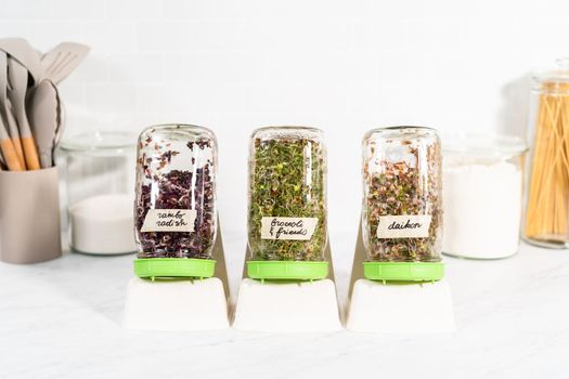 Day 6. Growing organic sprouts in a mason jar with sprouting lid on the kitchen counter.