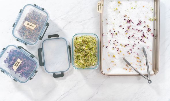 Day 6. Flat lay. Packaging freshly harvested organic sprouts into a glass container lined with paper towels.