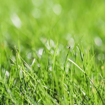 Texture, background, pattern of green grass with an insect. Bokeh with light reflection. Natural backdrop