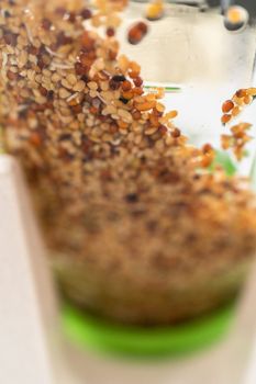 Day 3. Growing organic sprouts in a mason jar with sprouting lid on the kitchen counter.