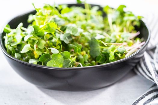 Freshly harvested radish microgreens in a bowl.