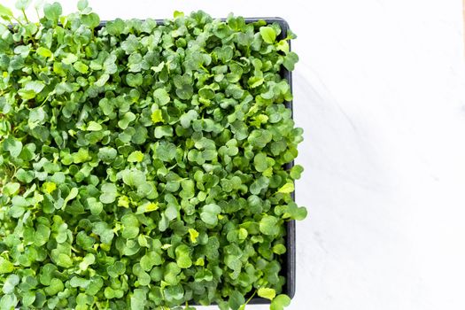 Harvesting radish microgreens from a large plastic tray.