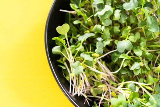 Flat lay. Freshly harvested radish microgreens in a bowl.