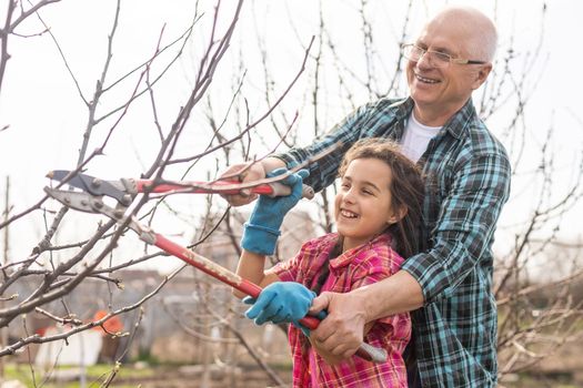 gardening, grandfather and granddaughter in the garden pruning trees.