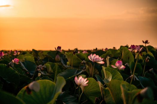 Sunrise in the field of lotuses, Pink lotus Nelumbo nucifera sways in the wind. Against the background of their green leaves. Lotus field on the lake in natural environment