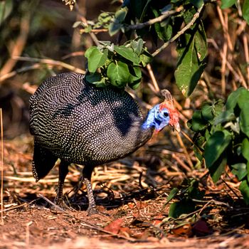 Helmeted Guineafowl, (Numida meleagris), Kruger National Park, Mpumalanga, South Africa, Africa