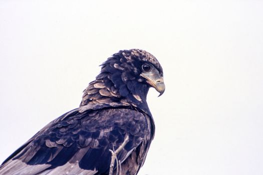 Bateleur (Terathopius acaudatus), Central Kalahari Game Reserve, Ghanzi, Botswana, Africa