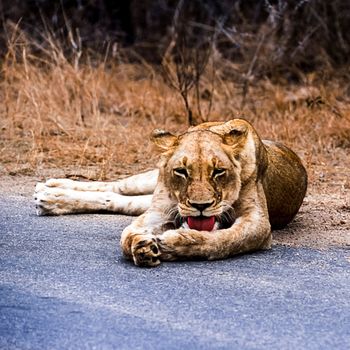 Lion, (Panthera leo), Kruger National Park, Mpumalanga, South Africa, Africa