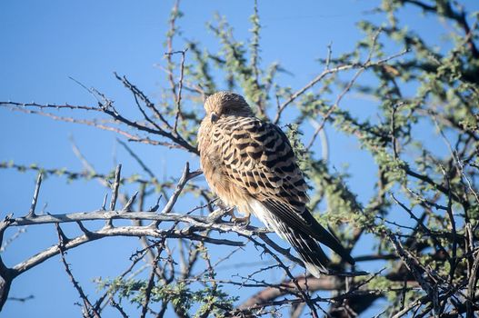 Greater Kestrel, (Falco rupicoloides), Africa, Namibia, Oshikoto, Etosha National Park