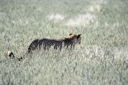 Cheetah (Acinonyx jubatus), Africa, Namibia, Hardap, Kalahari