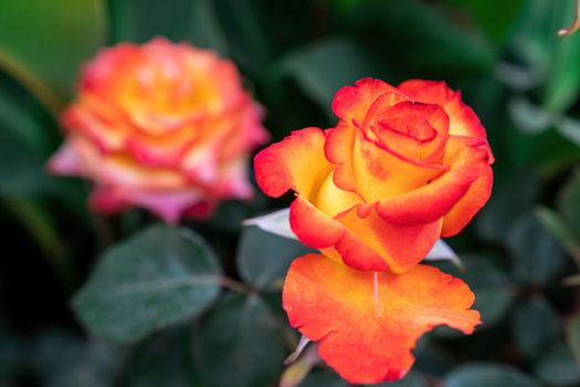 Beautiful Rose and Rosebuds in Rose Garden, Close Up, Selective Focus