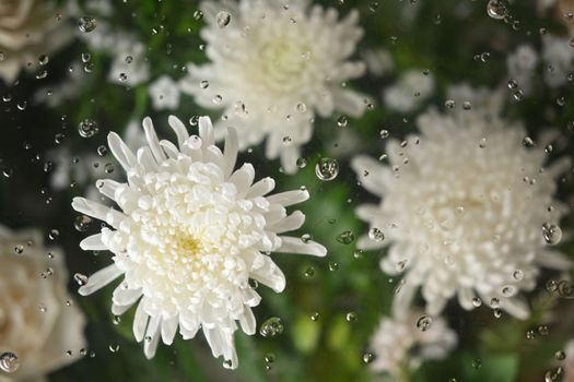 Beautiful white chrysanthemums flowers under transparent glass with condensation drops texture.Floral botanical wallpaper.