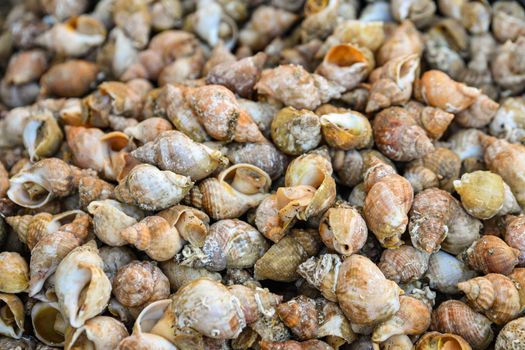 French whelks bulot at the market