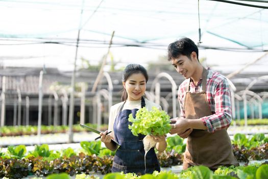 Young Asian farmers working in vegetables hydroponic farm with happiness. Portrait of man and woman farmer in farm