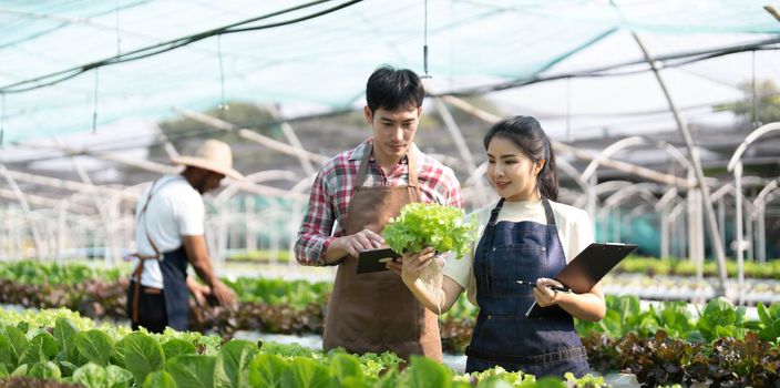 Young Asian farmers working in vegetables hydroponic farm with happiness. Portrait of man and woman farmer in farm