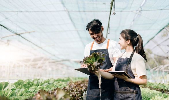 Gardener harvesting lettuce in garden. Team of Asian farmers working in garden. Man and woman using digital hydroponic technology.