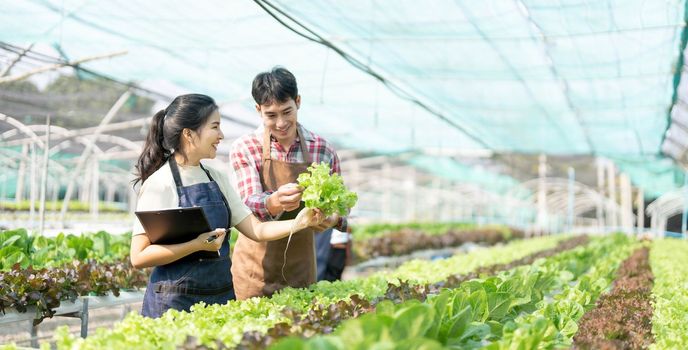 Young Asian farmers working in vegetables hydroponic farm with happiness. Portrait of man and woman farmer in farm