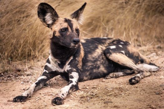 Wild Dog (Licaon pictus), Kruger National Park, Mpumalanga, South Africa