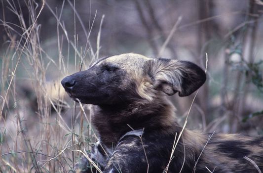 Wild Dog (Licaon pictus), Kruger National Park, Mpumalanga, South Africa