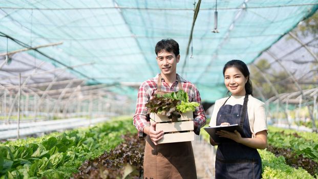 Asian couple farmers work in vegetables hydroponic farm with happiness. Attractive agriculturist young man and women harvesting green oak and lettuce put in carrying box together at green house farm...