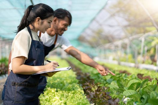 Gardener harvesting lettuce in garden. Team of Asian farmers working in garden. Man and woman using digital hydroponic technology.