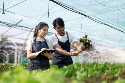 Gardener harvesting lettuce in garden. Team of Asian farmers working in garden. Man and woman using digital hydroponic technology.