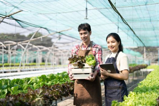 Asian couple farmers work in vegetables hydroponic farm with happiness. Attractive agriculturist young man and women harvesting green oak and lettuce put in carrying box together at green house farm...