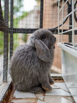Small cute grey rabbit sitting on a balcony. Domestic animal close up. Easter or autumn harvest concept