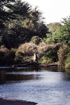 Waterbuck (Kobus ellipsiprymnus), Kruger National Park, Mpumalanga, South Africa