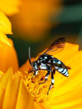 Image of neon cuckoo bee (Thyreus nitidulus) on yellow flower pollen collects nectar on a natural background. Insect. Animal.