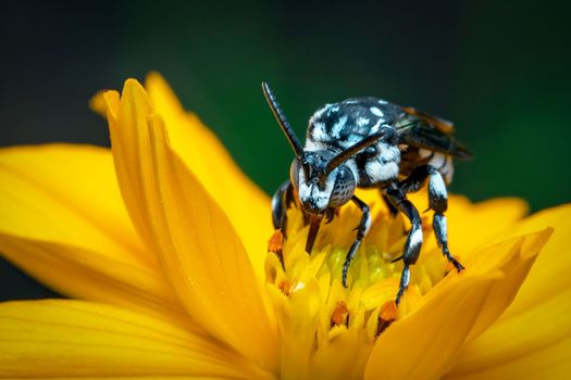 Image of neon cuckoo bee (Thyreus nitidulus) on yellow flower pollen collects nectar on a natural background. Insect. Animal.