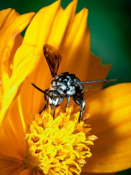 Image of neon cuckoo bee (Thyreus nitidulus) on yellow flower pollen collects nectar on a natural background. Insect. Animal.