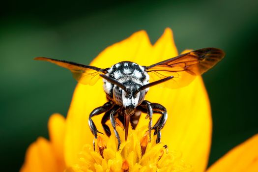 Image of neon cuckoo bee (Thyreus nitidulus) on yellow flower pollen collects nectar on a natural background. Insect. Animal.