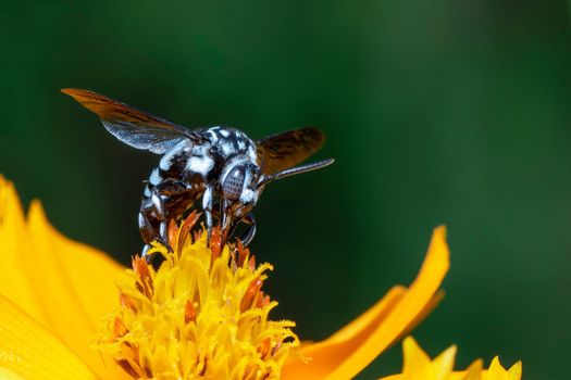 Image of neon cuckoo bee (Thyreus nitidulus) on yellow flower pollen collects nectar on a natural background. Insect. Animal.