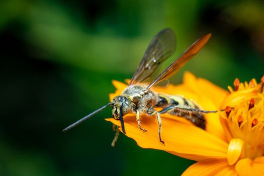 Image of Beewolf or Beewolves(Philanthus) on yellow flower on a natural background. Are bee-hunters or bee-killer wasps., Insect. Animal.