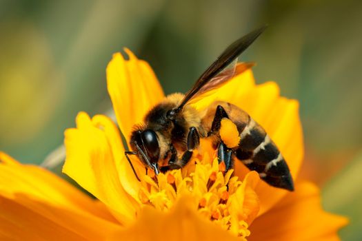 Image of giant honey bee(Apis dorsata) on yellow flower collects nectar on a natural background. Golden honeybee on flower pollen. Insect. Animal.