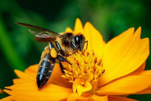 Image of giant honey bee(Apis dorsata) on yellow flower collects nectar on a natural background. Golden honeybee on flower pollen. Insect. Animal.